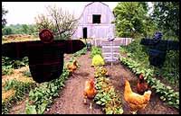 Garden Patch